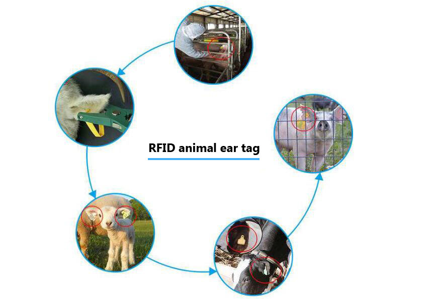 Технология RFID в животноводстве обеспечивает научную модель управления